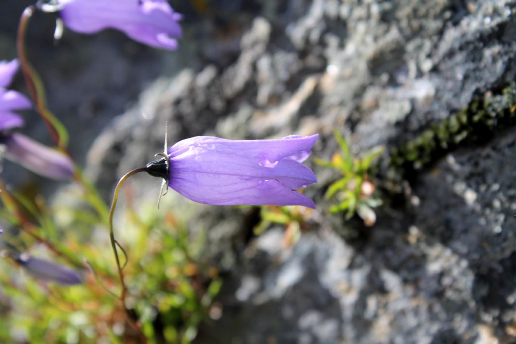 Campanula excisa / Campanula incisa